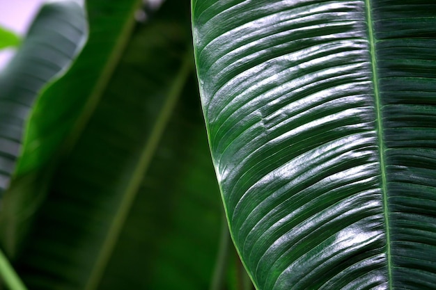 Fondo hoja verde hermosa naturaleza