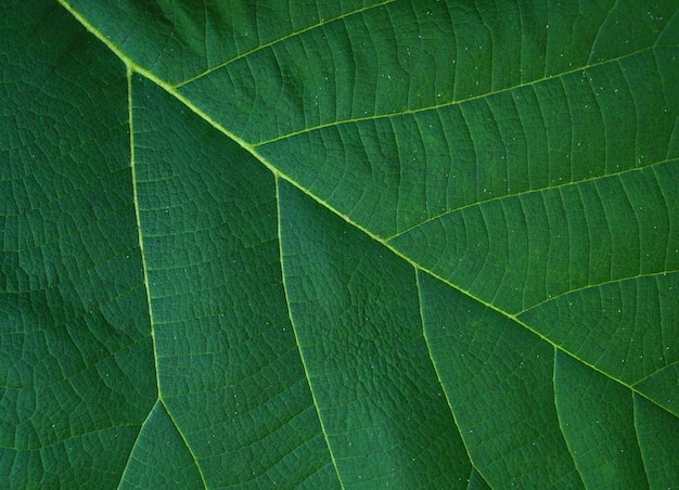 fondo de hoja verde con un hermoso patrón de borde de hoja