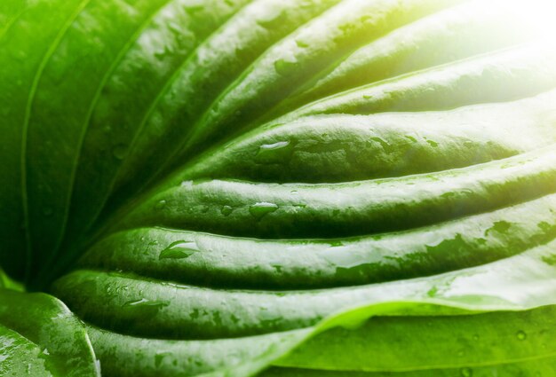 Fondo de hoja verde. Hoja después de la lluvia