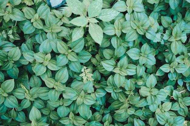 Fondo de hoja verde. Hoja verde. Fondo de árboles verdes. Textura de hoja verde.