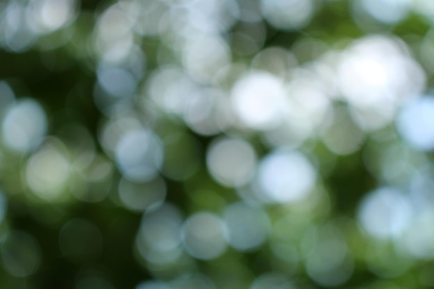 Un fondo de hoja verde con el sol brillando sobre él