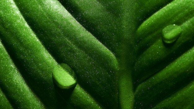 Fondo de hoja verde con texturas y gotas de agua