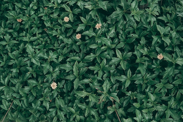 Fondo de hoja verde tropical, tema de tono oscuro.