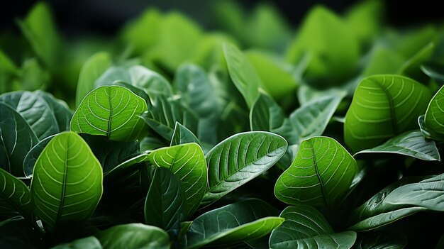 Fondo de hoja verde vista de cerca Naturaleza deja abstracto Textura espectacular