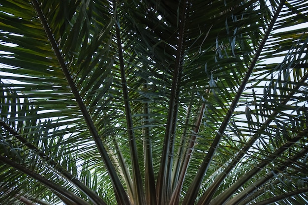 Fondo de hoja verde