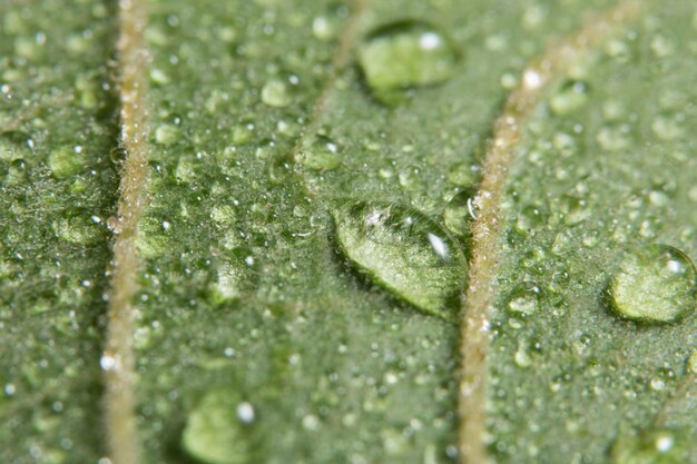 Fondo de hoja verde