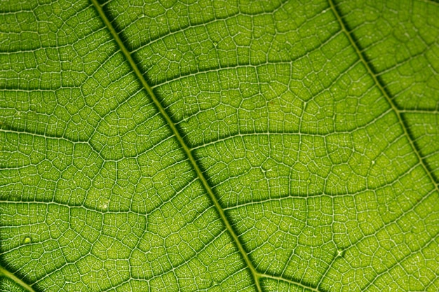 Fondo de hoja verde