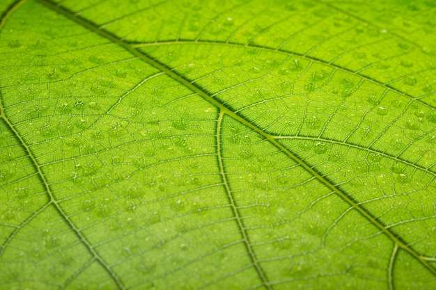 Fondo de hoja verde