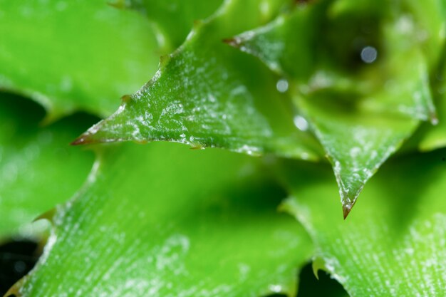 Fondo de hoja verde