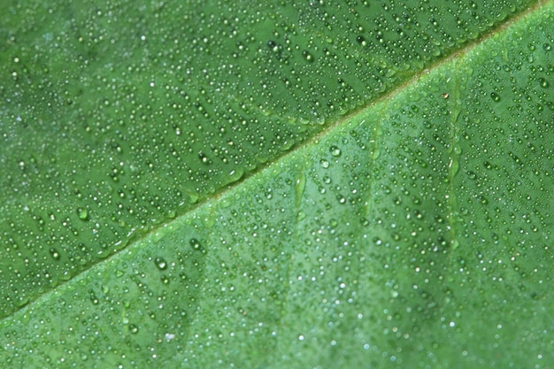 Fondo de hoja verde