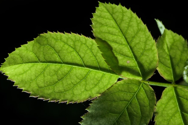 Fondo de hoja verde