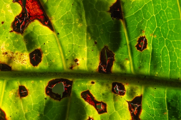 Fondo de hoja verde