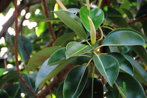 Fondo de hoja verde