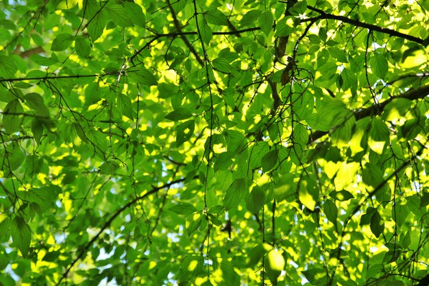 Fondo de hoja verde