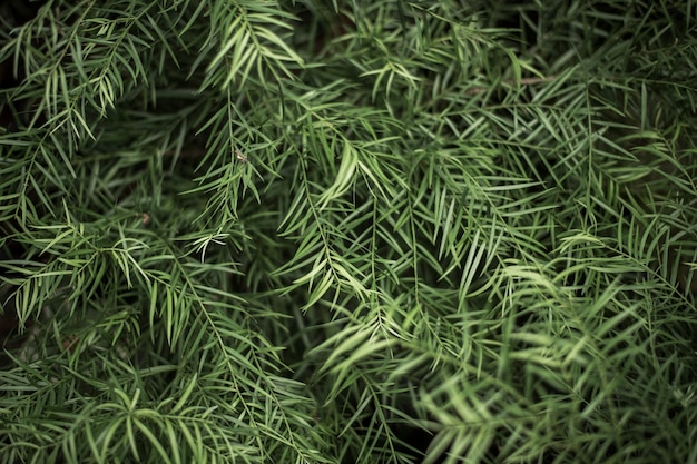 Fondo de hoja verde