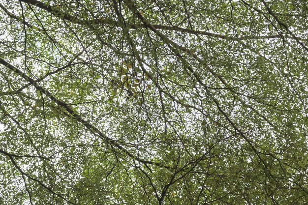 Fondo de hoja verde