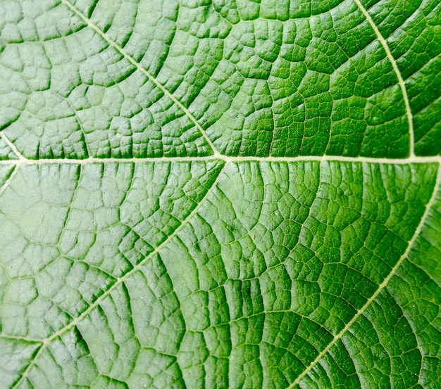 Fondo de hoja verde