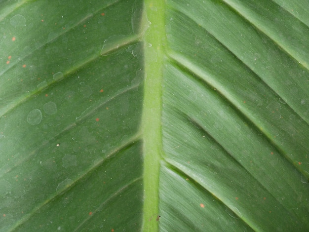 fondo de hoja verde