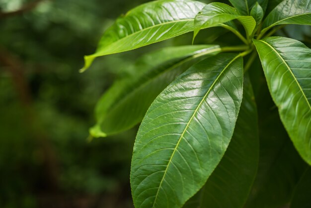 Fondo de hoja verde