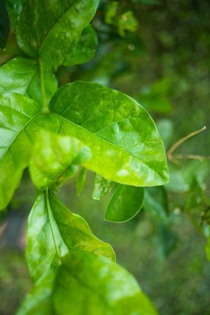 Fondo de hoja verde