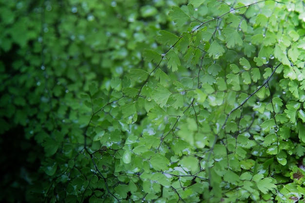 Fondo de hoja verde