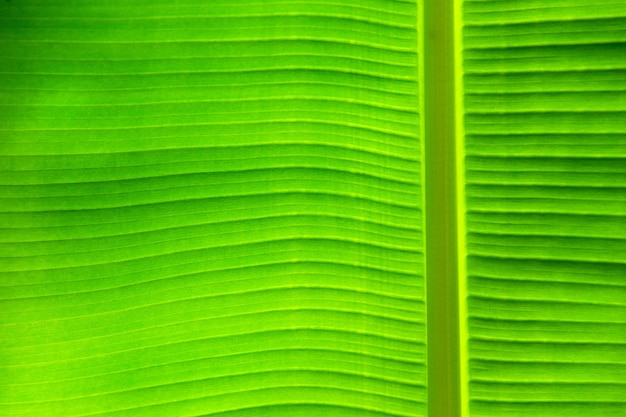 Fondo de hoja verde