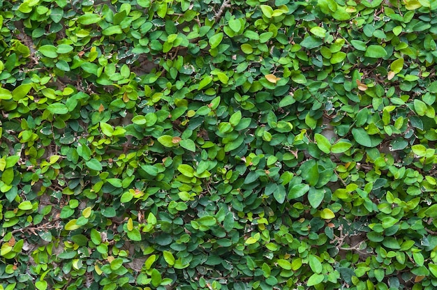 Fondo de hoja verdeTextura de pared de hojas verdes para el fondo