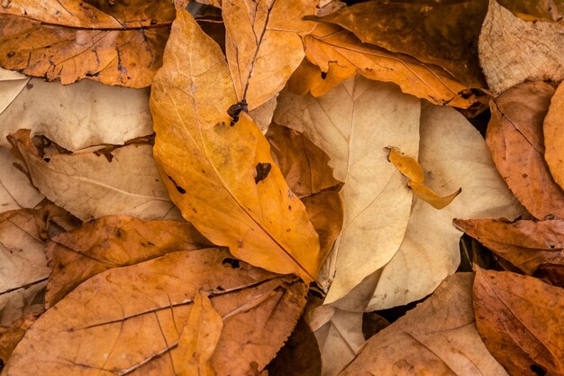 Foto fondo de la hoja