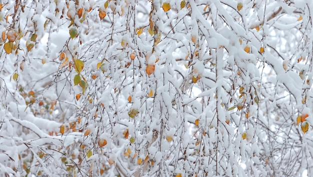 Fondo de hojas de abedul naranja-verde en ramas cubiertas de nieve Nieve inesperada