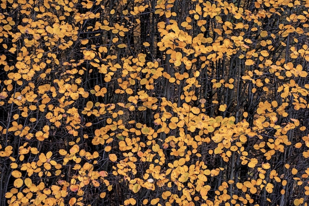 Fondo de hojas amarillas de otoño