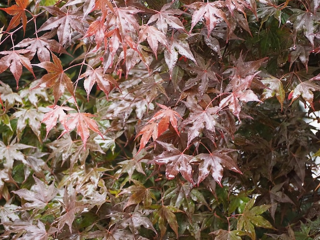 Fondo de hojas de árbol de acer de arce