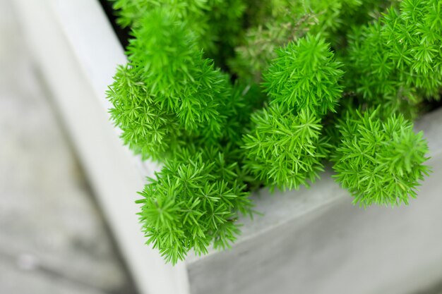 Fondo de hojas de arbusto verde de cerca