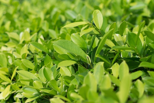 Fondo de hojas arbusto verde