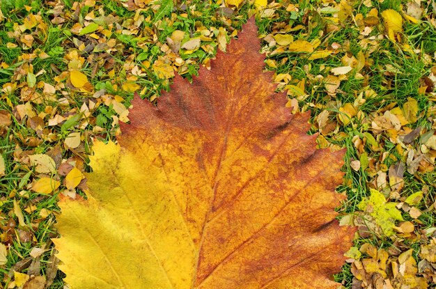 Fondo de hojas de arce amarillo Textura de hojas de otoño Fondo de colores de otoño otoño