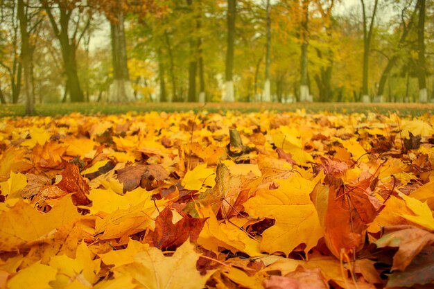 Fondo de hojas de arce Fondo colorido de hojas caídas de acer de otoño