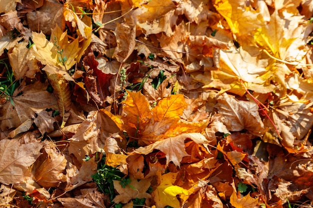 Fondo de las hojas de arce de otoño