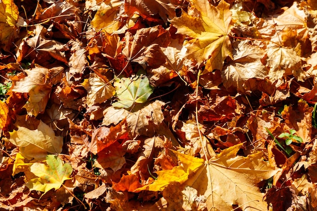 Fondo de las hojas de arce de otoño