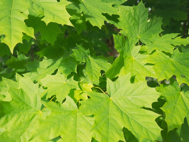 Fondo de hojas de arce verde