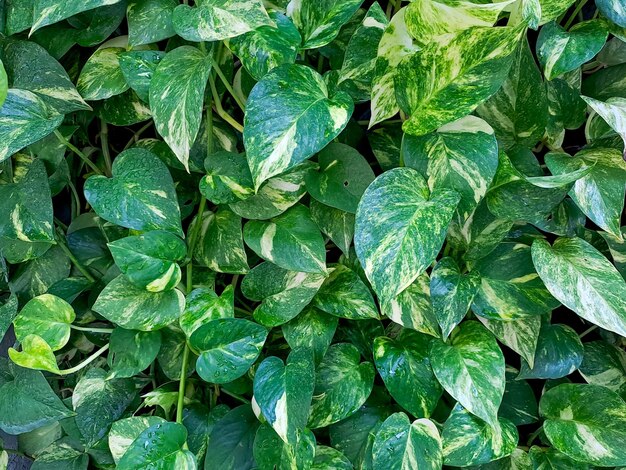 El fondo de las hojas de betel y las plantas ornamentales Epipremnum aureum son muy coloridas Las hojas de Betel tienen un color rojo mientras que el Epipremnus aureum tiene un color verde