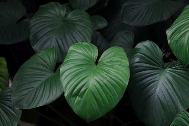 Fondo de hojas botánicas