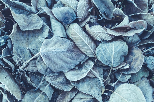 Fondo de hojas caídas cubiertas de escarcha y nieve tonificadas y azules