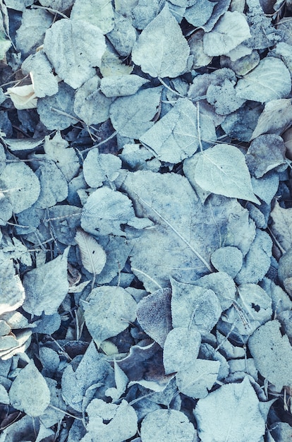 Fondo de hojas caídas cubiertas de escarcha y nieve. Tonificado y azul