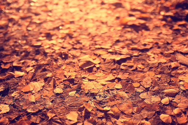 Fondo de hojas caídas / Fondo de otoño hojas amarillas caídas de un árbol