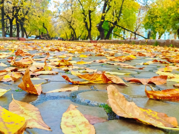 Fondo de hojas caídas de otoño