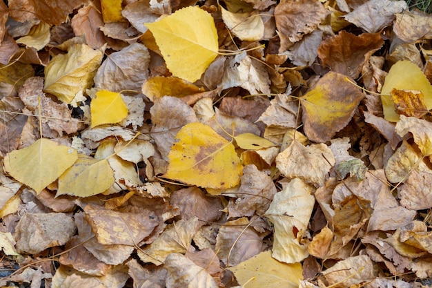 fondo de hojas caídas en otoño