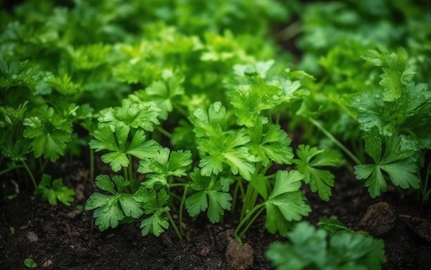 Fondo de hojas de cilantro orgánico IA generativa