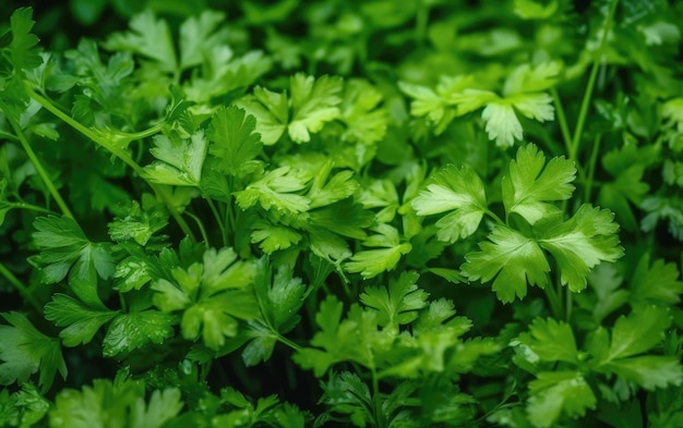 Fondo de hojas de cilantro orgánico IA generativa