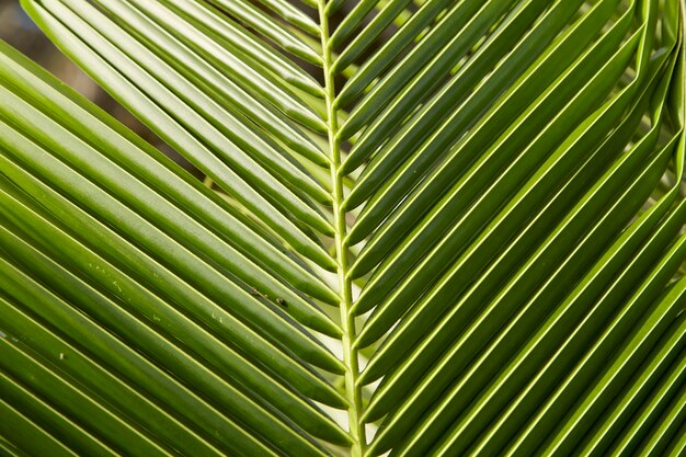 Fondo de hojas de coco tópico verde