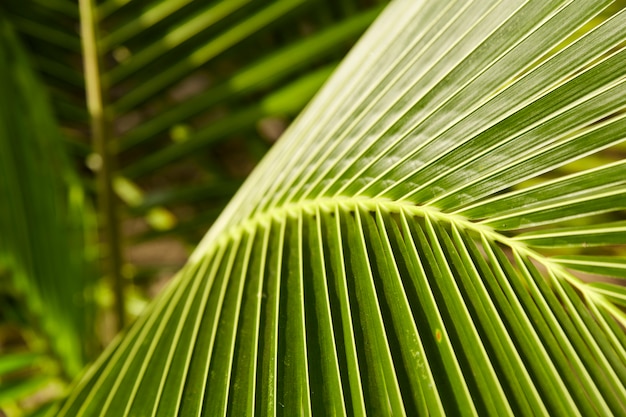 Fondo de hojas de coco tópico verde