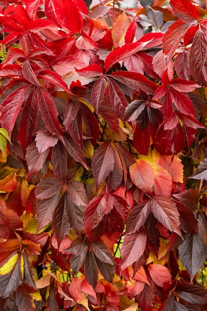 Fondo de hojas de colores de otoño Colección de otoño